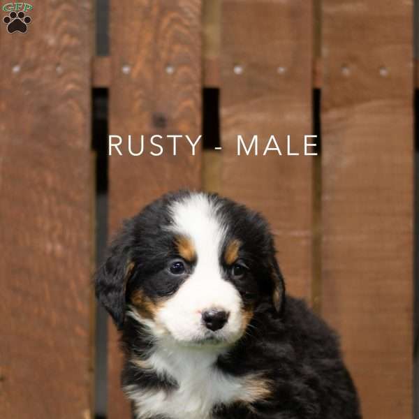 Rusty, Bernese Mountain Dog Puppy